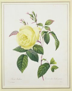 Rosa indica, graveret af Bessin, fra 